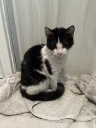 Lost Female Cat last seen Around abraham lincoln elementary school or around the area, Colton, CA 92324