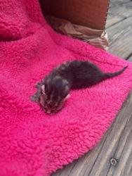 Shelter Stray Male Cat last seen TRANSFER, 2020 Forest St, Jacksonville, FL 32204, USA