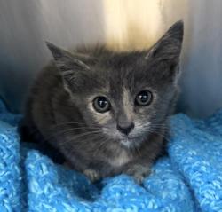 Shelter Stray Female Cat last seen , 3201 Lacy St, Los Angeles, CA 90031, USA