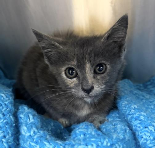 Shelter Stray Female Cat last seen , 3201 Lacy St, Los Angeles, CA 90031, USA
