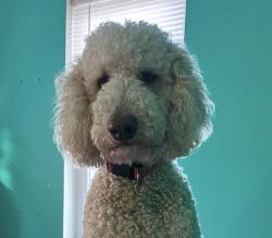 Reunited Female Dog last seen North Bend Rd and Eaton Drive Jarrettsville MD, Jarrettsville, MD 21084