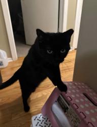 Lost Female Cat last seen Ben Franklin elementary school, Rochester, MN 55904