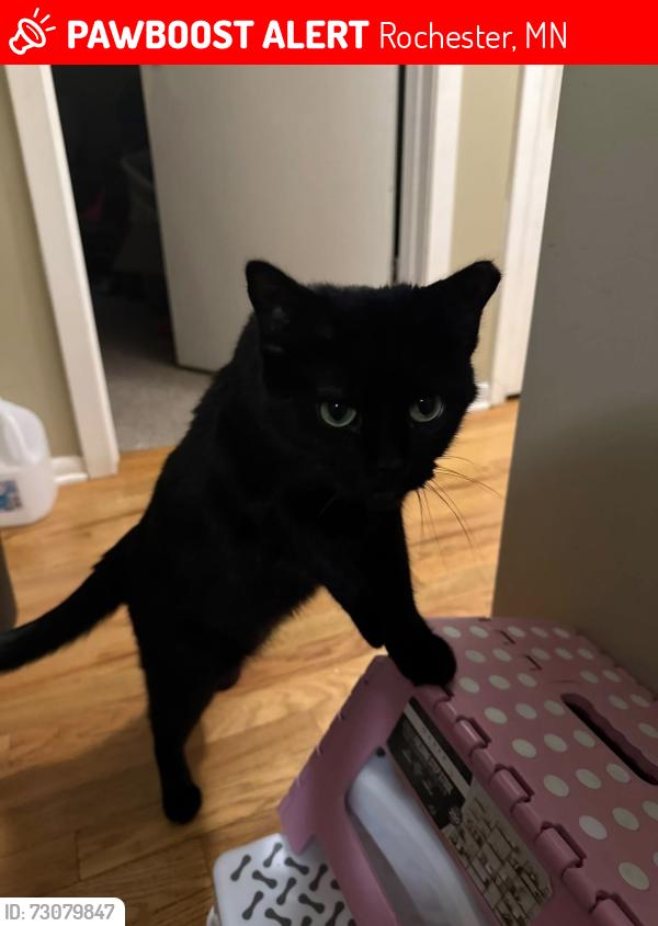 Lost Female Cat last seen Ben Franklin elementary school, Rochester, MN 55904