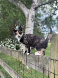 Reunited Female Cat last seen Quaker Lane/Settlers Path, Sadsbury Township, PA 19365