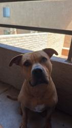 Reunited Male Dog last seen Near prospect rd, Fort Collins, CO 80525