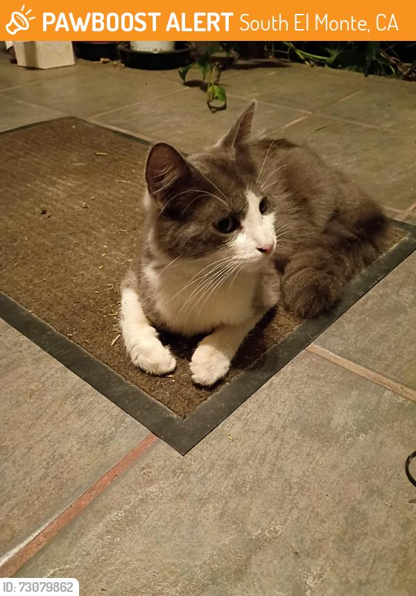 Found/Stray Female Cat last seen Strozier ave & fern st, South El Monte, CA 91733