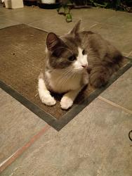 Found/Stray Female Cat last seen Strozier ave & fern st, South El Monte, CA 91733