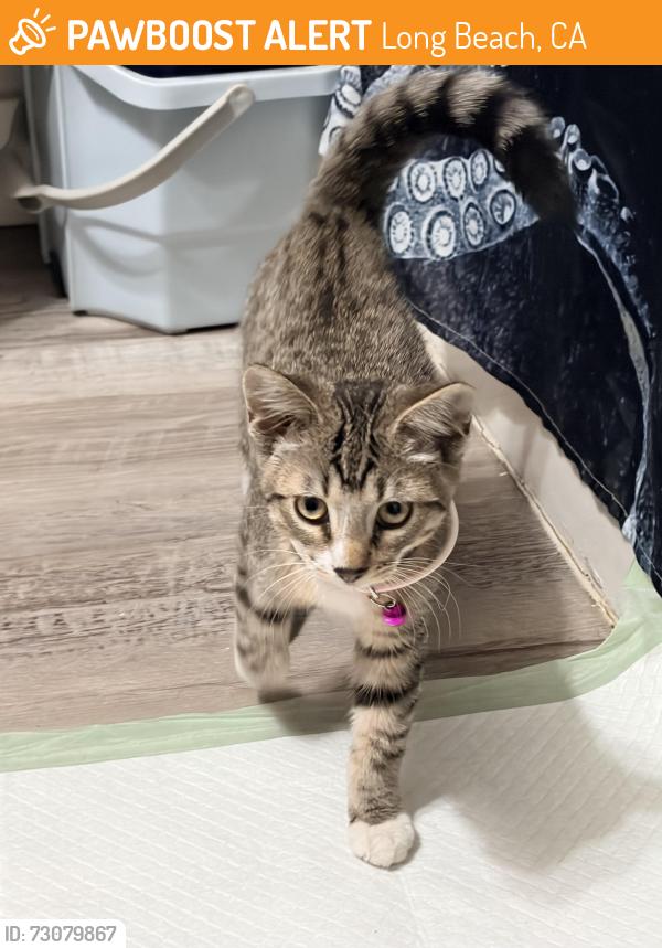 Found/Stray Female Cat last seen Anaheim and pine, Long Beach, CA 90831