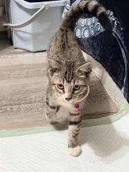 Found/Stray Female Cat last seen Anaheim and pine, Long Beach, CA 90831