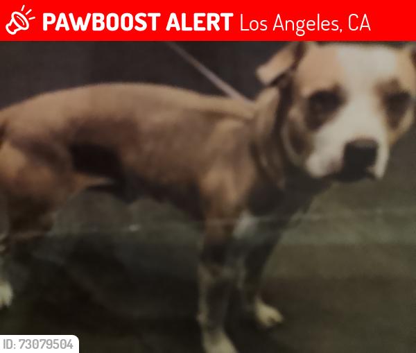Lost Male Dog last seen Van Nuys and Vanowen, Los Angeles, CA 91405