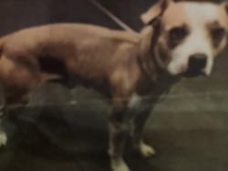 Lost Male Dog last seen Van Nuys and Vanowen, Los Angeles, CA 91405