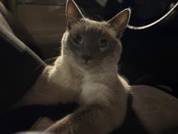 Lost Male Cat last seen Near N Bullard Ave, Goodyear, AZ 85338