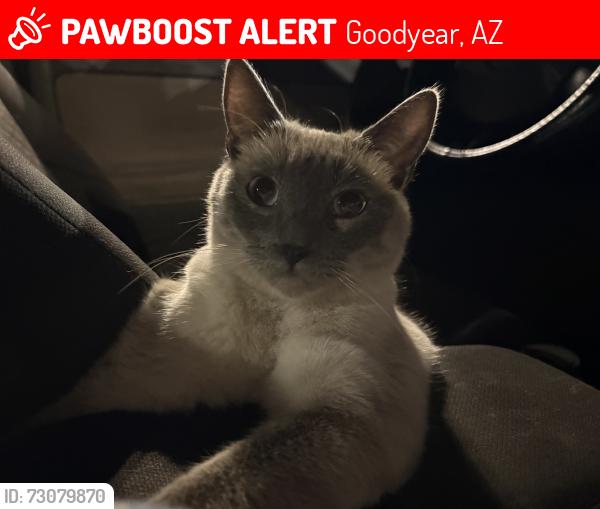 Lost Male Cat last seen Near N Bullard Ave, Goodyear, AZ 85338