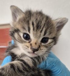 Shelter Stray Male Cat last seen Near BLOCK PANAMA RD, BAKERSFIELD CA 93307, 3951 Fruitvale Ave, Bakersfield, CA 93308, USA