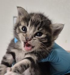 Shelter Stray Female Cat last seen Near BLOCK PANAMA RD, BAKERSFIELD CA 93307, 3951 Fruitvale Ave, Bakersfield, CA 93308, USA