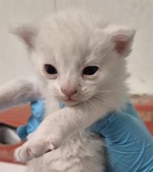 Shelter Stray Male Cat last seen Near BLOCK PANAMA RD, BAKERSFIELD CA 93307, 3951 Fruitvale Ave, Bakersfield, CA 93308, USA