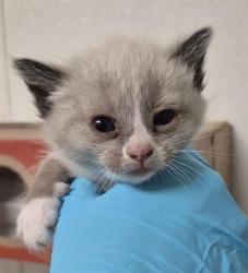 Shelter Stray Female Cat last seen Near BLOCK PANAMA RD, BAKERSFIELD CA 93307, 3951 Fruitvale Ave, Bakersfield, CA 93308, USA