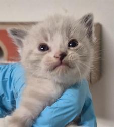 Shelter Stray Male Cat last seen Near BLOCK PANAMA RD, BAKERSFIELD CA 93307, 3951 Fruitvale Ave, Bakersfield, CA 93308, USA