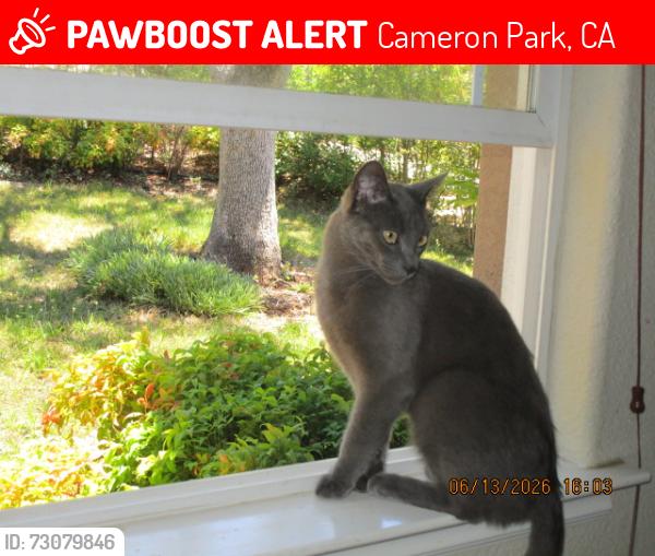 Lost Male Cat last seen Cambridge, Cameron Park, CA 95682