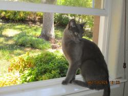 Lost Male Cat last seen Cambridge, Cameron Park, CA 95682