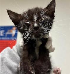 Shelter Stray Male Cat last seen Near BLOCK N CHESTER AVE, BAKERSFIELD CA 93308, 3951 Fruitvale Ave, Bakersfield, CA 93308, USA