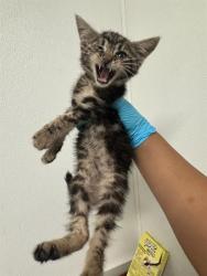 Shelter Stray Male Cat last seen Near BLOCK SEEDLING WAY, BAKERSFIELD CA 93306, 3951 Fruitvale Ave, Bakersfield, CA 93308, USA
