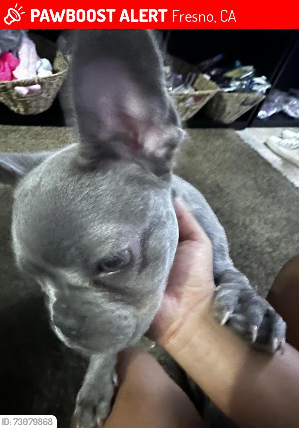 Lost Female Dog last seen Cedar Ave and East, Fresno, CA 93725