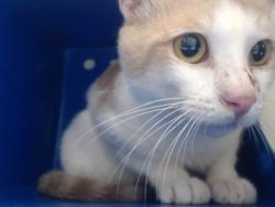 Shelter Stray Male Cat last seen , 2769 Conroy Rd, Orlando, FL 32839, USA
