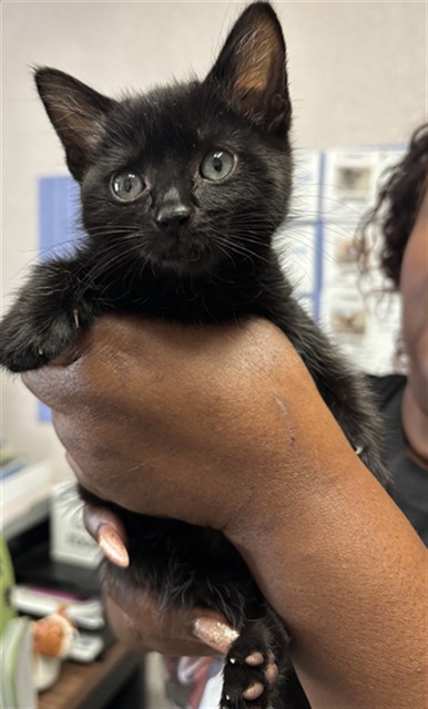 Shelter Stray Male Cat last seen TARGET ORANGE SHOW, 333 Chandler Pl, San Bernardino, CA 92408, USA