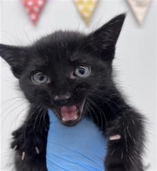 Shelter Stray Female Cat last seen TARGET ORANGE SHOW, 333 Chandler Pl, San Bernardino, CA 92408, USA