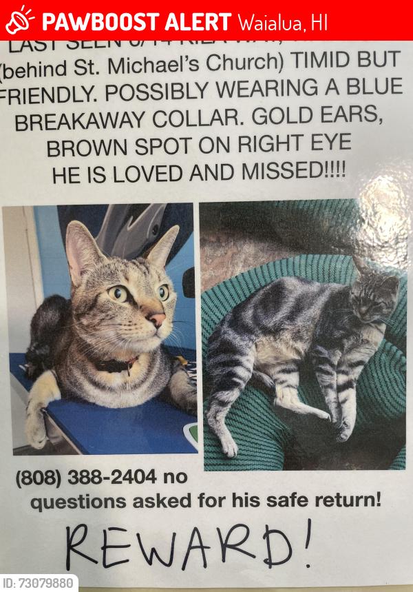Lost Male Cat last seen Saint Michael’s church, Waialua, HI 96791