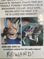 Lost Male Cat last seen Saint Michael’s church, Waialua, HI 96791