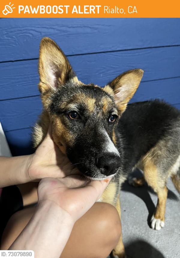 Found/Stray Female Dog last seen Near n linden, Rialto, CA 92376