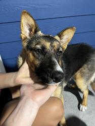 Found/Stray Female Dog last seen Near n linden, Rialto, CA 92376