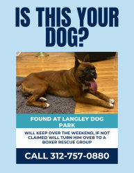 Found/Stray Male Dog last seen Across from Langley dog park, Pullman area, Chicago, IL 60628