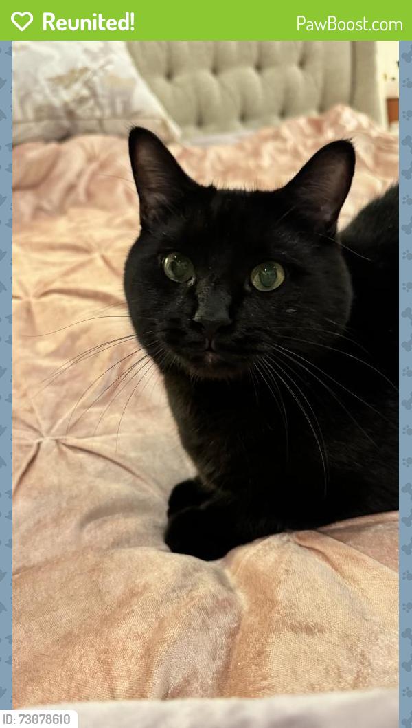 Reunited Male Cat last seen Near memorial drive, Houston , Houston, TX 77024
