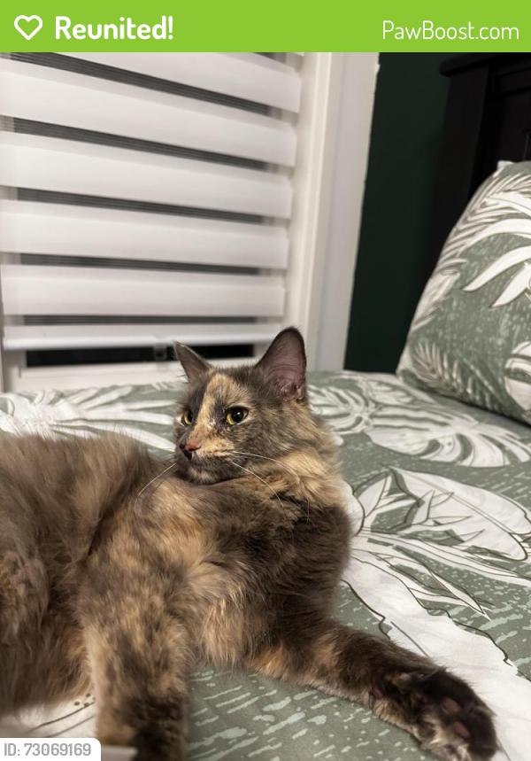 Reunited Female Cat last seen Guelph st Oshawa Ontario , Oshawa, ON 