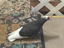 Found/Stray Unknown Bird last seen Near Mona Lane Unit 24, Henderson, NV 89015