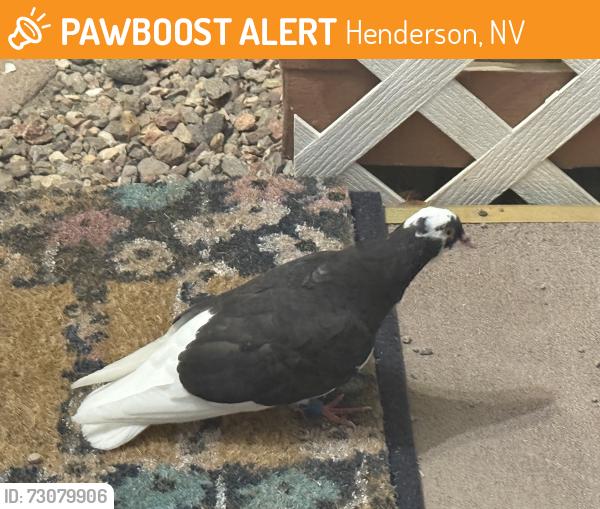 Found/Stray Unknown Bird last seen Near Mona Lane Unit 24, Henderson, NV 89015