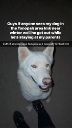 Lost Male Dog last seen Was seen near winters well elementary, Tonopah, AZ 85354