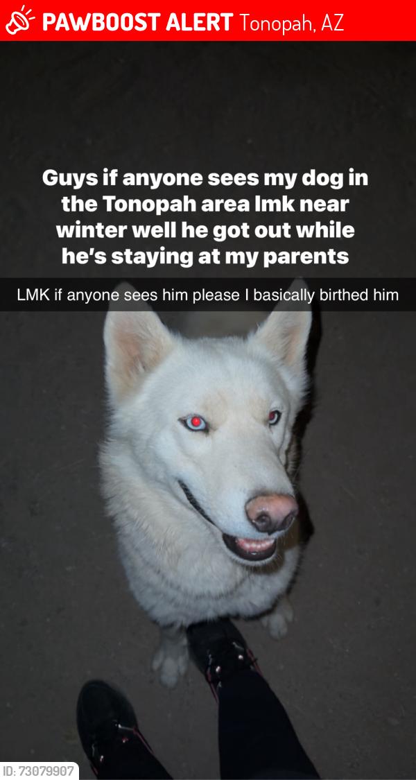 Lost Male Dog last seen Was seen near winters well elementary, Tonopah, AZ 85354