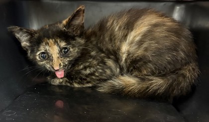 Shelter Stray Female Cat last seen West Service Rd 635, 75149, TX, 1650 Gross Rd, Mesquite, TX 75149, USA