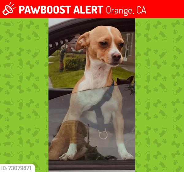 Lost Male Dog last seen Parking lot of UCI Health hosp near a Black GMC, Orange, CA 92868