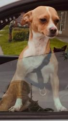 Lost Male Dog last seen Parking lot of UCI Health hosp near a Black GMC, Orange, CA 92868