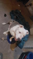 Found/Stray Male Dog last seen Southern and rainbow, Rio Rancho, NM 87124