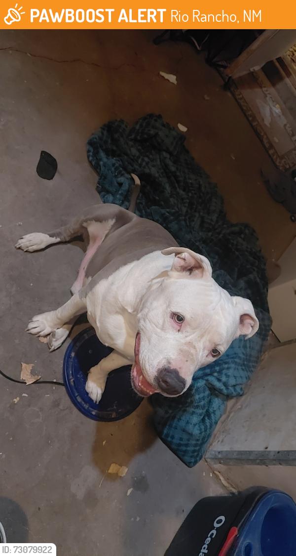 Found/Stray Male Dog last seen Southern and rainbow, Rio Rancho, NM 87124
