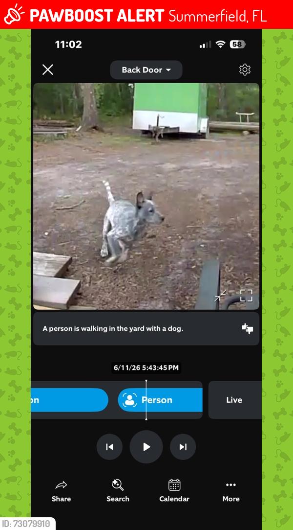 Lost Male Dog last seen 145th street summerfield fl 34491, Summerfield, FL 34491