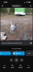 Lost Male Dog last seen 145th street summerfield fl 34491, Summerfield, FL 34491