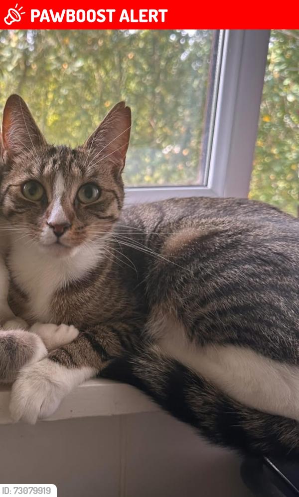Lost Female Cat last seen Epsom, Surrey, England KT18 7RS