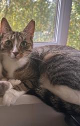 Lost Female Cat last seen Epsom, Surrey, England KT18 7RS